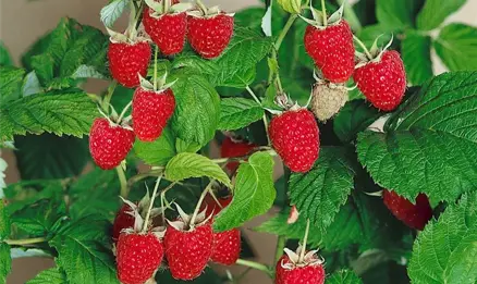 Maliník 'Enrosadira'® stáleplodící (Rubus idaeus )