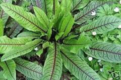 Šťovík krvavý , Bloody Dock (Rumex sanguineus). 