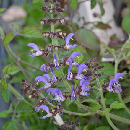 Šalvěj červenokořenná (Salvia miltiorrhizae ) Danshen