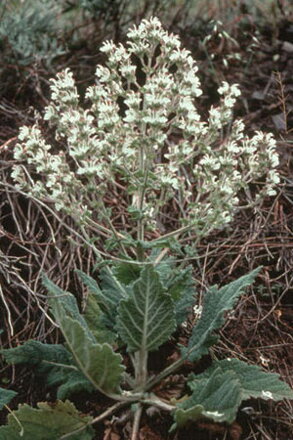 Šalvěj etiopská (Salvia aethiopis)