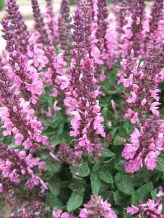 Šalvěj hajní 'Edula Rose'  (Salvia nemorosa 'Edula Rose')