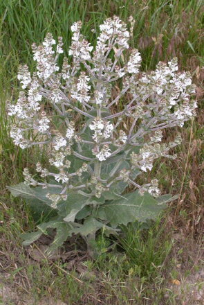 Šalvěj etiopská (Salvia aethiopis)