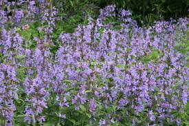 Šanta sibiřská ( Nepeta sibirica). 