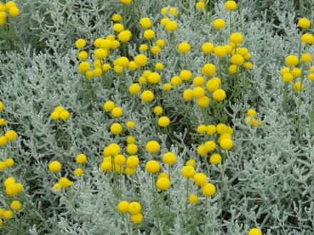 Svatolina cypřišková (Santolina chamaecyparissus )