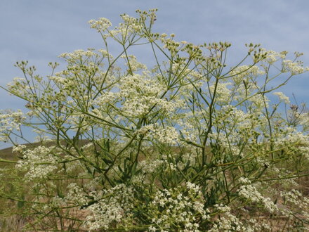 Ledebouriela rozkladitá (Saposhnikovia divaricata)