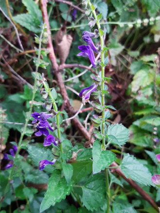 Šišák stranokvětý (Scutellaria lateriflora), Rostlina šíleného psa