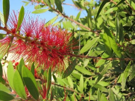 Štětkovec citronový (Callistemon citrinus). 