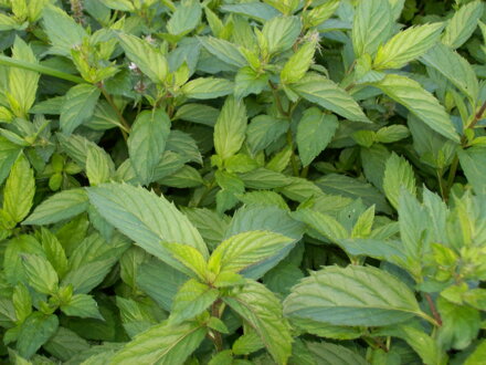 Máta švýcarská ( Mentha piperita"Swiss Ricola") 