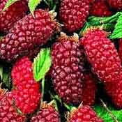 MALINOOSTRUŽINA TAYBERRY(Rubus Tayberry)-