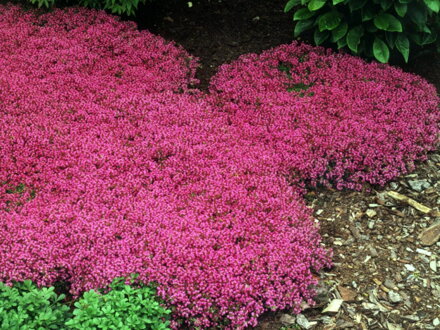 Mateřídouška časná "plíživá červená"(Thymus praecox " Creeping Red ").  