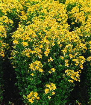 Třezalka tečkovaná Topas ( Hypericum perforatum )