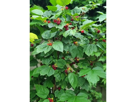 Malinový stromek, Malinová věž MALINÍK STROMEČKOVITÝ (Rubus  ´RASPBERRY TOWER HARA´ )