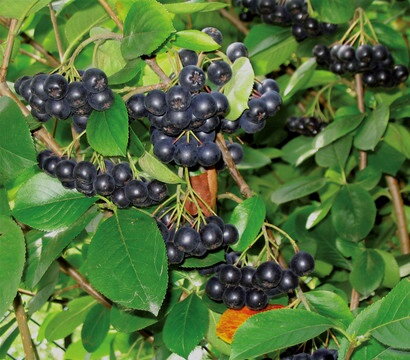 Aronia melanocarpa Hugin (Temnoplodec černoplodý). 