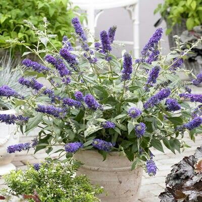 Komule davidova trpasličí "Summer bird Violet (Buddleia davidii).