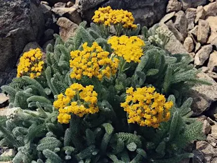 Řebříček plstnatý (Achillea tomentosa)