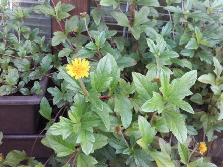 Vedélie trojlaločná (Wedelia calendulacea)- 