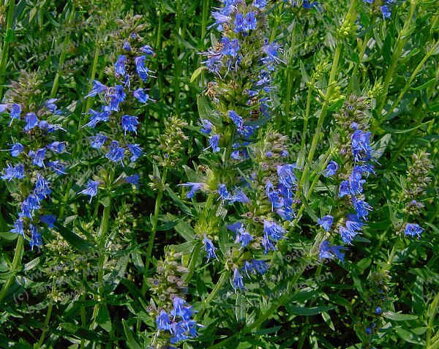 Yzop lékařský (Hyssopus officinalis) .