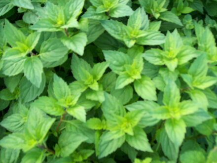 Máta zázvorová ( Mentha gentilis Variegata ' máta Ginger ')