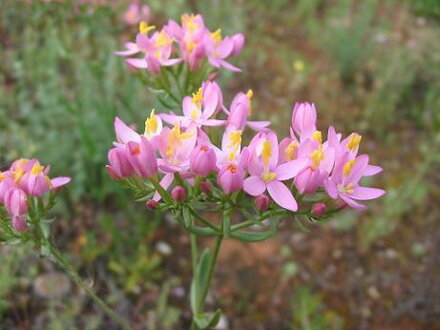 Zeměžluč lékařská (Centaurium erythraea). 