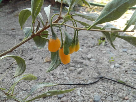  Kustovnice čínská ´GOJI GOLDEN´žlutá (Lycium chinense)