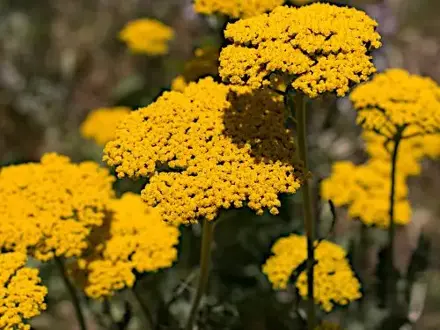 Řebříček žlutý (Achillea filipendulina)