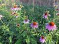 Echinacea-Třapatka nachová (Echinacea purpurea) 