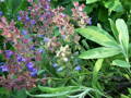 Šalvěj lékařská (Salvia officinalis). 