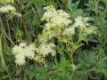 Tužebník jilmový (Filipendula ulmaria). 