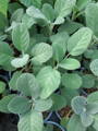 Šalvěj lékařská Culinaria (Salvia officinalis). 