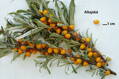 Rakytník řešetlákový (Hippophae rhamnoides)- Altajská - samice