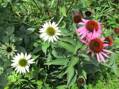  Echinacea-Třapatka nachová " White swan"(Echinacea purpurea) "Bílá labuť"