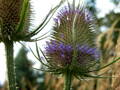 Štětka lesní (Dipsacus sylvestris).