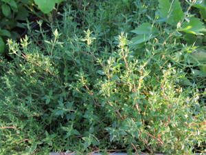Tymián obecný (Thymus vulgaris) .
