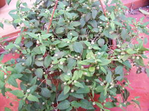 Aztécké sladidlo (Lipia dulcis collada). 