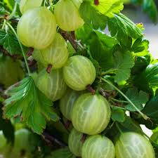 Angrešt žlutý keřový, rezistentní 'Hinnonmaki yellow"  (Ribes uva-cripa),keřovitý,kontejnerovaný . 