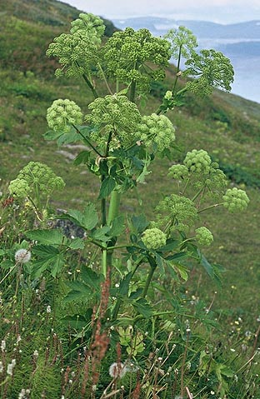 Andělika lékařská (Angelika officinalis).