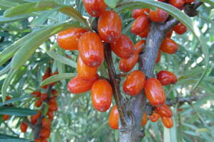 Rakytník řešetlákový "Červená pochodeň" Hippophae rhamnoides (L.) Samice