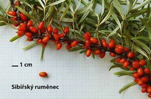 Rakytník řešetlákový (Hippophae rhamnoides) -Sibiřský ruměnec - samice.