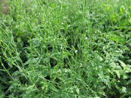 Sporýš lékařský ( Verbena officinalis). 