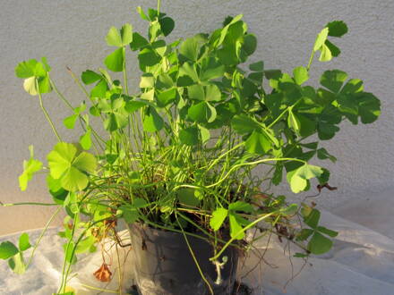 Marsilka (Marsilea minuta- SUSHNI). 
