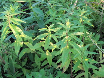 Aloisie trojlistá, sporýš aloiska (Lippia citrodora). 