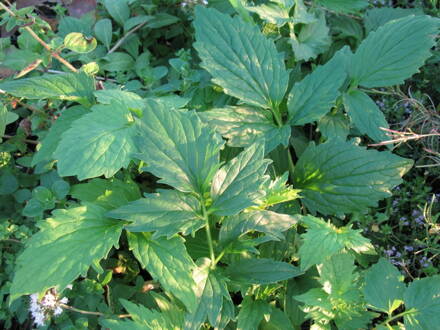 Kozlík lékařský (Valeriana officinalis ), baldrián, kočičí kořen, odolen.