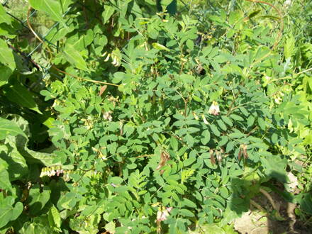 Kozinec blanitý (Astragalus  membranaceus). 