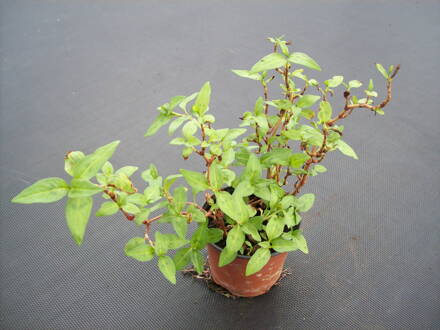 Vietnamský koriandr (Persicaria odorata  ) Vietnamský koriandr (Persicaria odorata  )