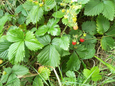 Jahodník obecný, pravé přírodní lesní jahody (Fragaria vesca). 