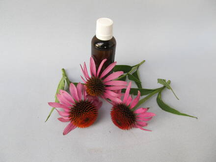 Echinacea purpurea-50 ml lékovka