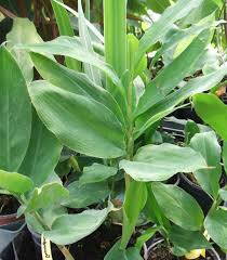 Amon skořicový (Elettaria cardamomum).