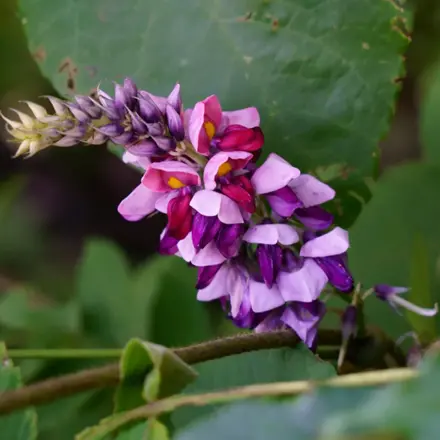 Kudzu (Pueraria lobata)- bylinné kapsle/90 tobolek. 
