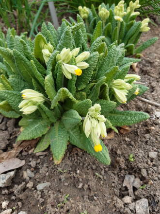 Prvosenka jarní (Primula veris)