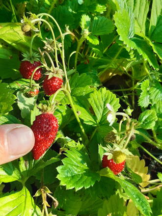 Jahodník červený stáleplodící alpský ( Fragaria vesca ). 